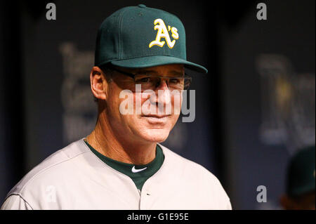 St. Petersburg, Florida, USA. 13th May, 2016. WILL VRAGOVIC | Times.Oakland Athletics manager Bob Melvin (6) in the dugout during the game between the Tampa Bay Rays and the Oakland Athletics in Tropicana Field in St. Petersburg, Fla. on Friday, May 13, 2016. © Will Vragovic/Tampa Bay Times/ZUMA Wire/Alamy Live News Stock Photo