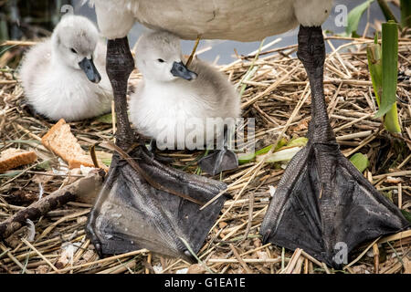 London, UK. 14th May, 2016. One day old mute swan cygnet hatchlings on Canada Water pond Credit:  Guy Corbishley/Alamy Live News Stock Photo