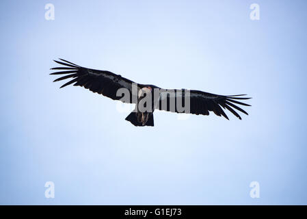 California condor Gymnogyps californianus in flight over Big Sur California Stock Photo