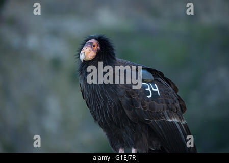 A portrait of a California condor  Gymnogyps californianus in Big Sur California with a GPS tracker on its wing Stock Photo