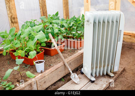 Electric oil heater in greenhouse with seedlings of plants, planting early spring during cold weather. Stock Photo