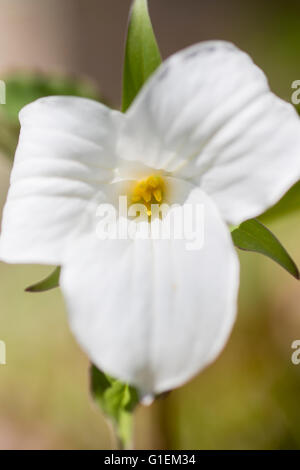 A close up of a Trillium Flower. Stock Photo