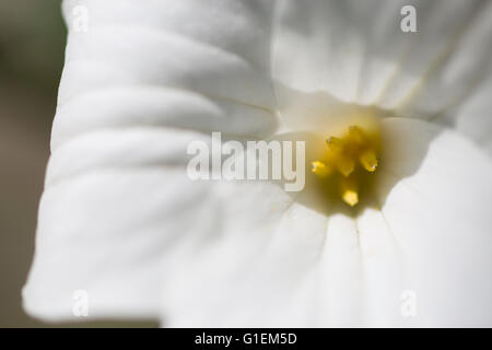 A close up of a Trillium Flower. Stock Photo