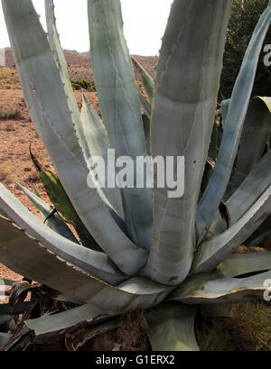 Agave americana cactus plant growing in Cabo de Gata natural park, Almeria, Spain Stock Photo