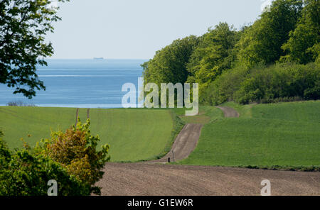 Fields and group of beech trees in a hilly landscape by The Baltic Sea Stock Photo