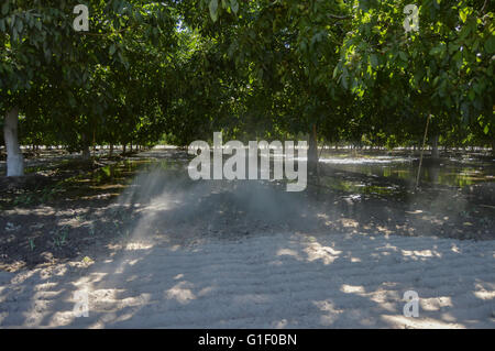 Dusty shaded orchard Stock Photo