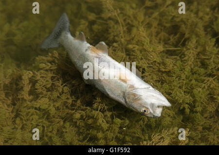 dead trout floating belly up in the water above some water plants Stock Photo