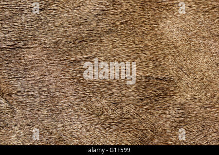 mule deer fur background texture image Stock Photo