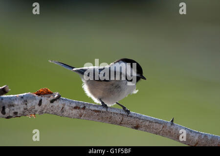 Backlit black capped chickadee perches on birch branch Stock Photo