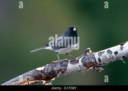 Dark eyed junco perches on birch branch Stock Photo