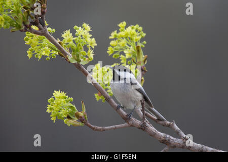Black capped chickadee perches on maple tree branch in spring Stock Photo