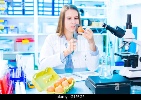 MODEL RELEASED. Female scientist testing an egg in a laboratory. Stock Photo