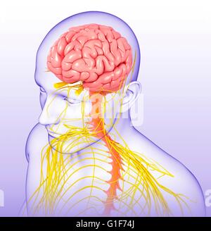 Human brain and spinal cord, illustration Stock Photo - Alamy