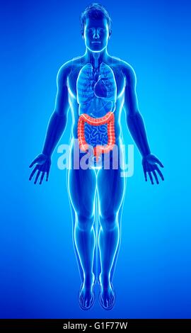 Human large intestine, illustration. Stock Photo
