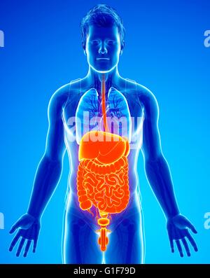 Human digestive system, illustration. Stock Photo