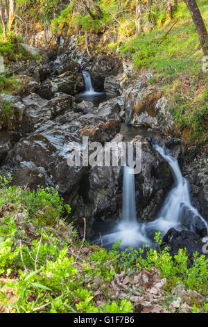 Waterfalls in a stream flowing through the RSPB Wood of Cree Nature Reserve, Dumfries and Galloway, southwest Scotland Stock Photo