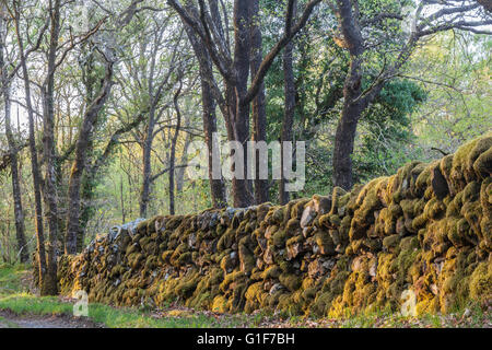Mossy wall winding through the woodland at the RSPB Wood of Cree Nature Reserve, Dumfries and Galloway, southwest Scotland, UK Stock Photo