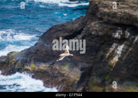 White Red-billed Tropic bird Phaethon aethereus flying next to a cliff in Kauai, Hawaii Stock Photo