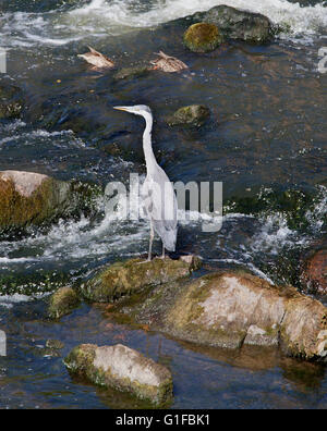 GREY HERON looking fish in rapids Stock Photo