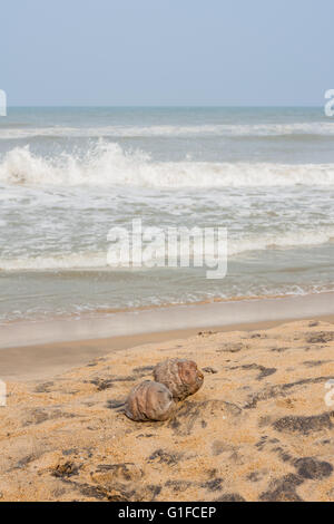 Dry coconuts on a tropical beach with incoming frothy sea waves. Stock Photo