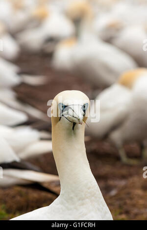 Northern Gannet checking us out. Stock Photo