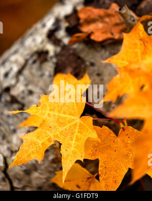 Close-up of fall colored, orange, maple leafs during autumn in Sweden Stock Photo