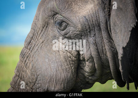 A close up image of a large adult bull elephant grazing on the fertile grasses in the Ngorongoro Crater in Tanzania, East Africa Stock Photo