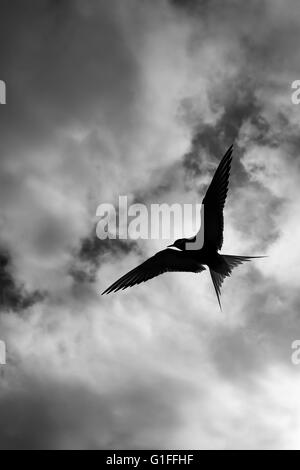 silhouettes of arctic terns Stock Photo