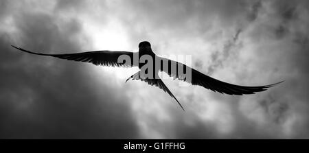 silhouettes of arctic terns Stock Photo