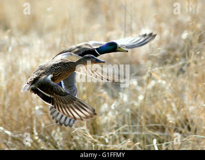 Male and female mallards / wild ducks (Anas platyrhynchos) taking off, flying very close together Stock Photo