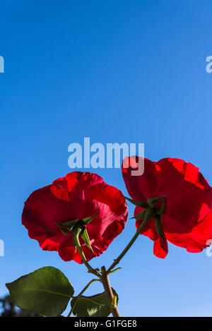 Two red roses Stock Photo