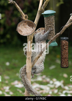 Grey squirrel on a bird seed feeder. Stock Photo