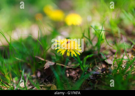 Dandelion with ladybird on it... Stock Photo