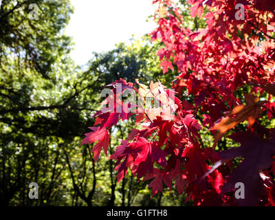 Red Maple Leaves in the Sun on Hahndorf Main Street Adelaide Hills south Australia Stock Photo