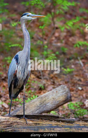 great blue heron standing on a log Stock Photo