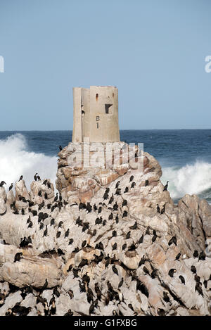 BETTY'S BAY WESTERN CAPE SOUTH AFRICA - APRIL 2016 - An old tower surrounded by cormorants at Stoney Point Betty's Bay Stock Photo