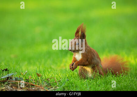 Red Squirrel (Sciurus vulgaris) sitting on the grass and eats sunflower seeds. The view from the left side. Spring in Poland, Ma Stock Photo