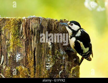 The female Great Spotted Woodpecker (Dendrocopos major) looking for food under the bark of an old rotten tree trunk .Spring Stock Photo