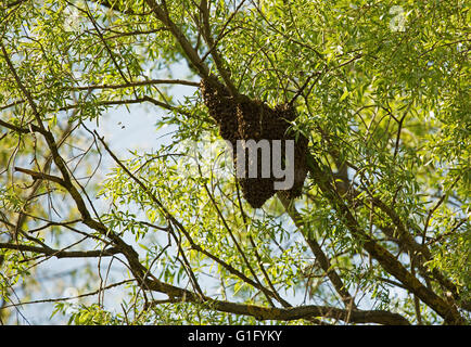 Photo swarm of bees that formed the bark of a tree, before flying in search of a new home. Spring in Poland. Horizontal view. Stock Photo