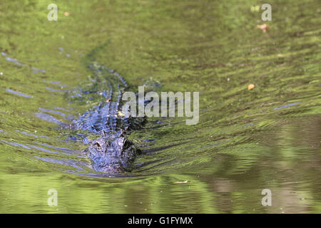 alligator swimming in Louisiana swamp Stock Photo