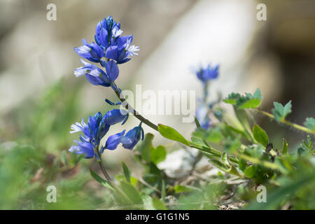 Common milkwort (Polygala vulgaris) blue flower. Perennial hebaceous plant in the family Polygalaceae flowering Stock Photo