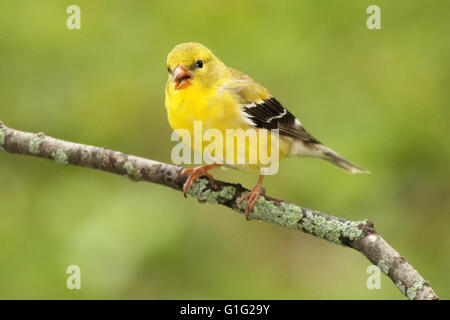 American goldfinch Stock Photo - Alamy