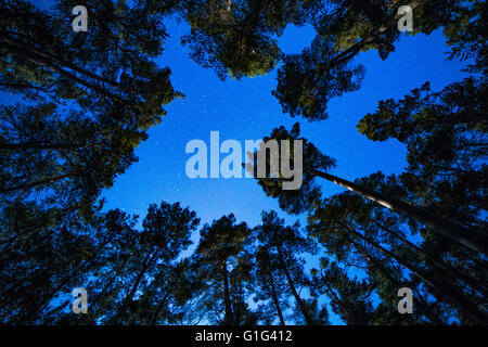 Starry sky through mature Scots Pine trees, Inshriach Forest, cairngorms National Park, Scotland Stock Photo