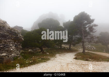 Path through wild forest with gravel and green foliage in Greece Stock Photo