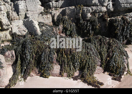 Bladder Seaweed on rocks Stock Photo