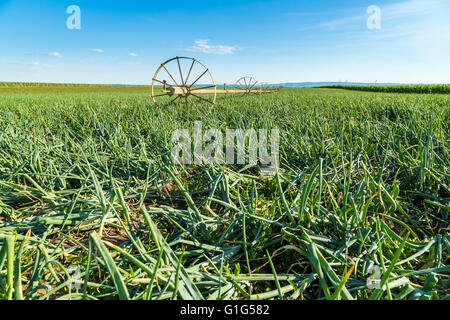 Irrigation system at onion field Stock Photo