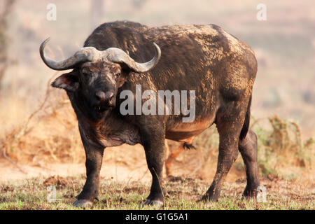 Photograph by © Jamie Callister. Water Buffalo grazing in Murchison Falls National Park, Uganda, Central Africa, Stock Photo