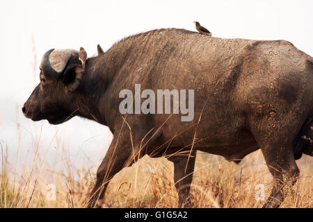 Photograph by © Jamie Callister. Water Buffalo grazing in Murchison Falls National Park, Uganda, Central Africa, Stock Photo