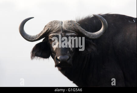 Photograph by © Jamie Callister. Water Buffalo grazing in Murchison Falls National Park, Uganda, Central Africa, Stock Photo