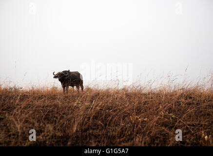 Photograph by © Jamie Callister. Water Buffalo grazing in Murchison Falls National Park, Uganda, Central Africa, Stock Photo